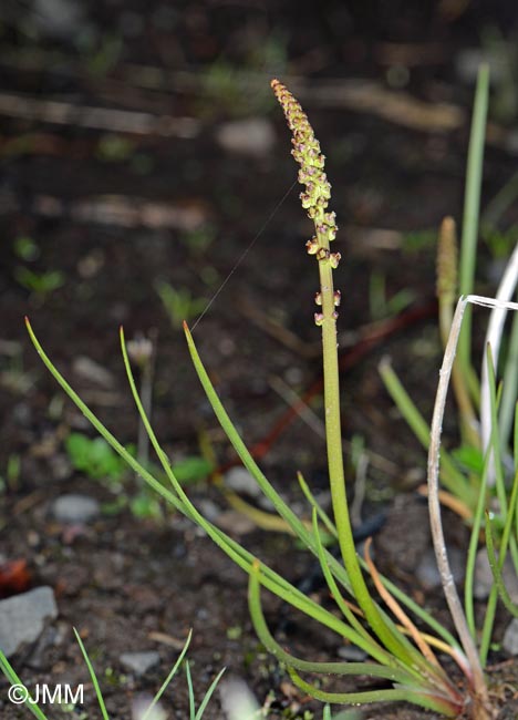 Triglochin maritima