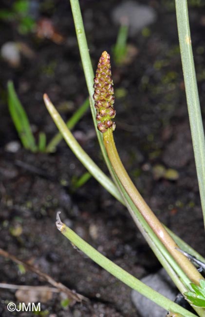 Triglochin maritima