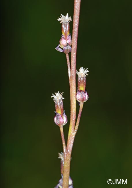 Triglochin palustris