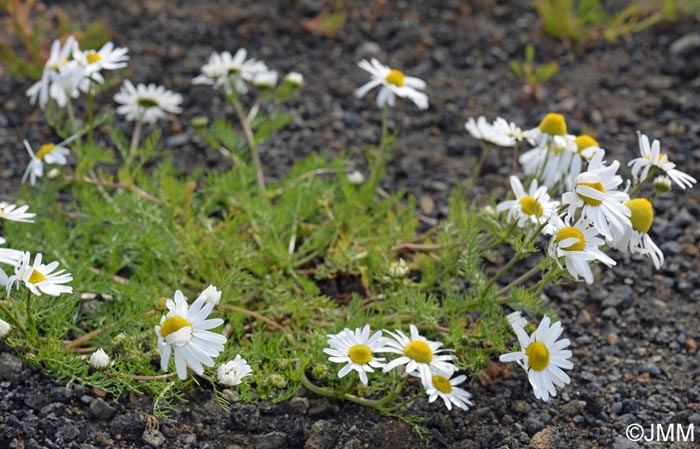 Tripleurospermum maritimum subsp. subpolare