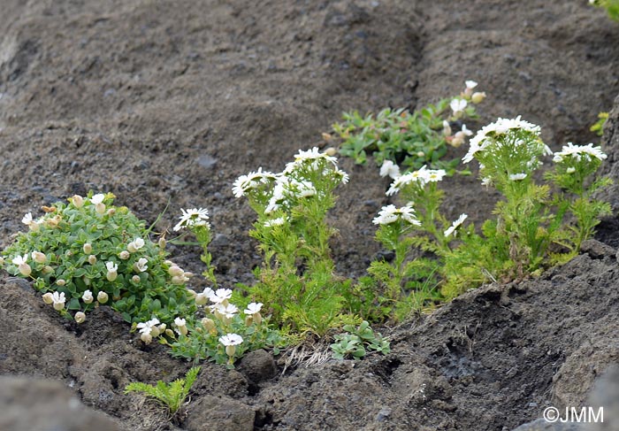 Tripleurospermum maritimum subsp. subpolare & Silene uniflora