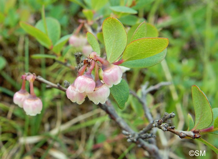 Vaccinium uliginosum