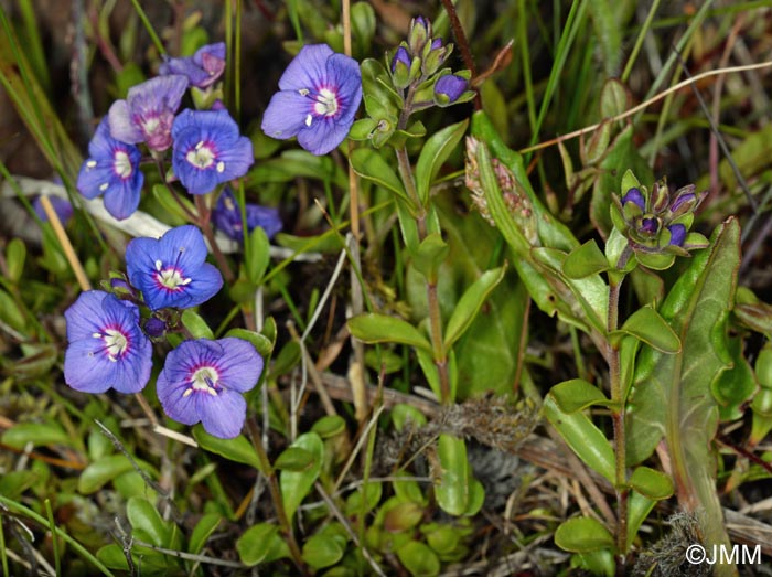 Veronica fruticans