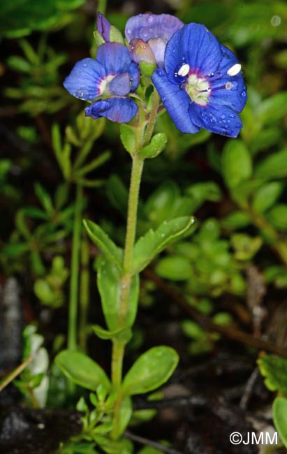 Veronica fruticans