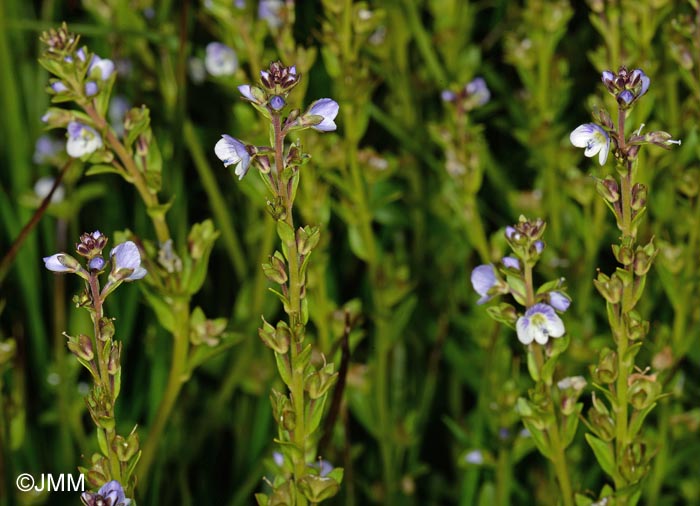 Veronica serpyllifolia subsp. serpyllifolia