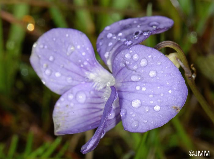 Viola canina subsp. canina