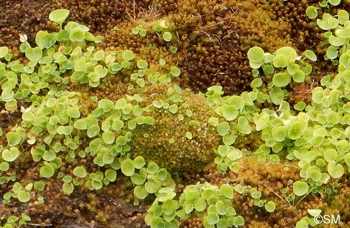 Viola palustris