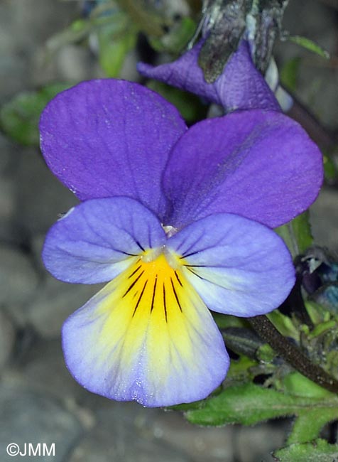 Viola tricolor subsp. tricolor