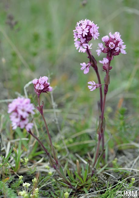 Viscaria alpina