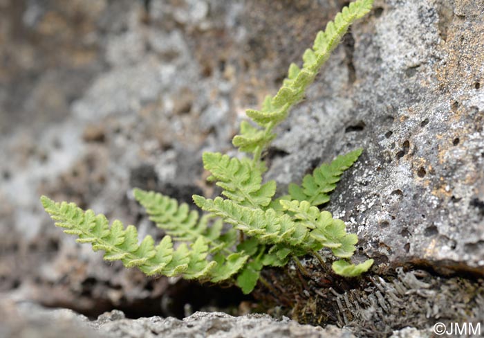 Woodsia alpina