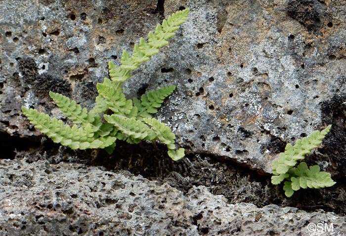 Woodsia alpina