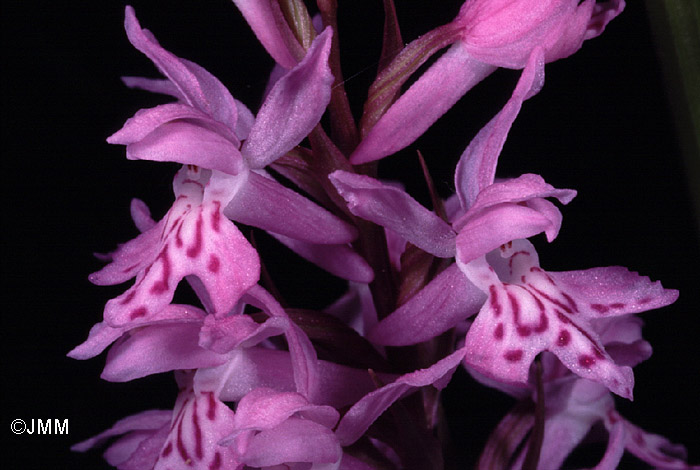 Dactylorhiza saccifera = Dactylorhiza gervasiana