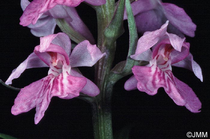 Dactylorhiza saccifera = Dactylorhiza gervasiana