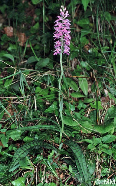 Dactylorhiza saccifera = Dactylorhiza gervasiana