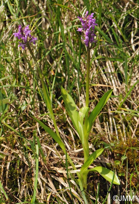 Dactylorhiza pulchella