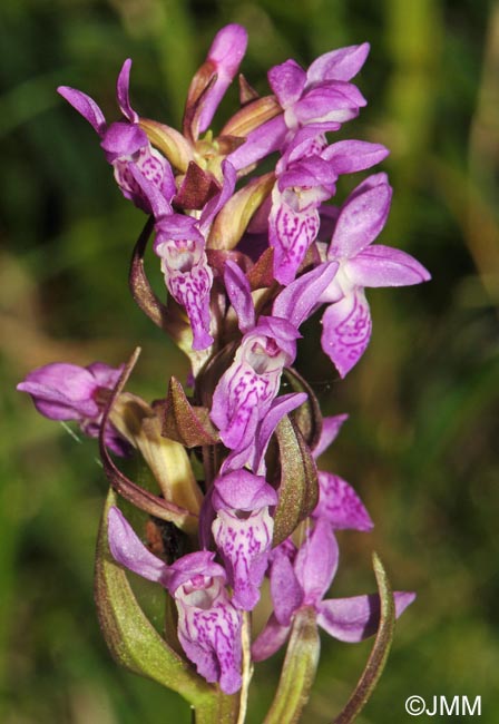 Dactylorhiza pulchella