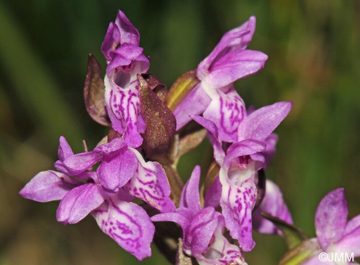 Dactylorhiza pulchella