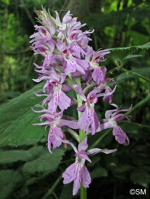 Dactylorhiza saccifera