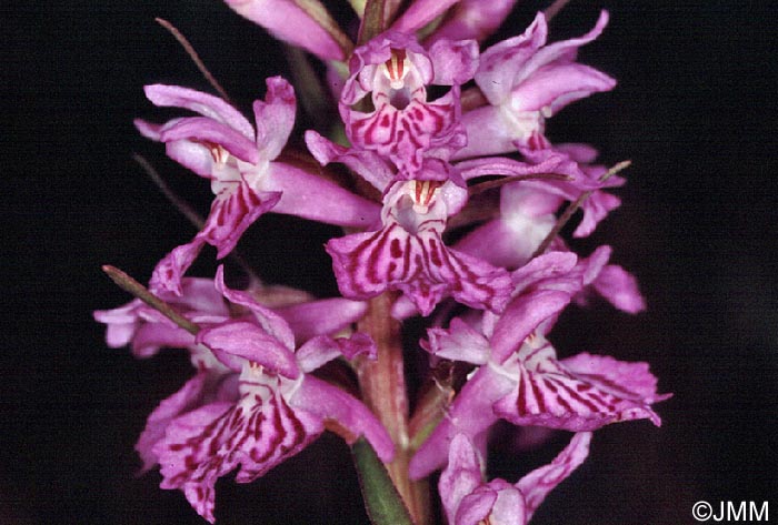 Dactylorhiza saccifera