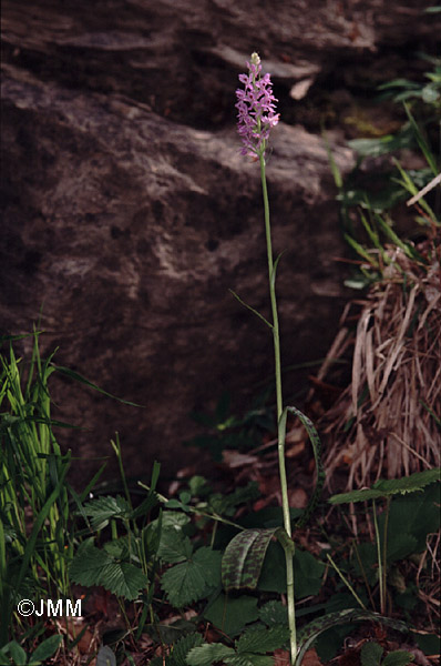 Dactylorhiza saccifera