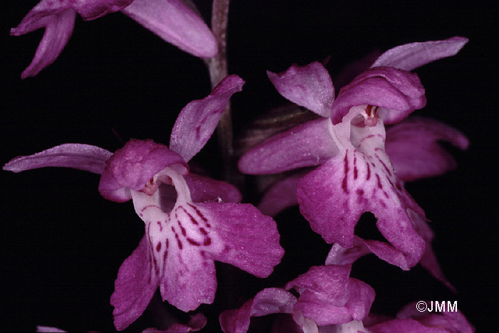 Dactylorhiza saccifera