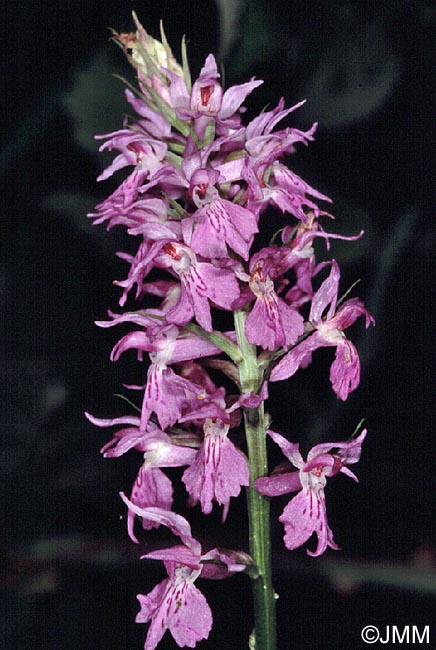 Dactylorhiza saccifera