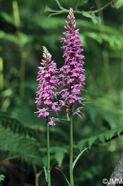 Dactylorhiza saccifera