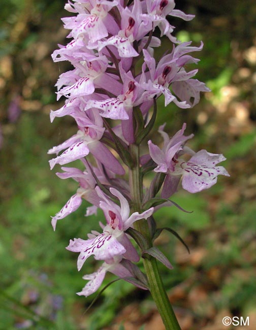 Dactylorhiza saccifera