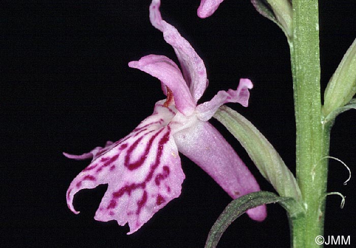 Dactylorhiza saccifera