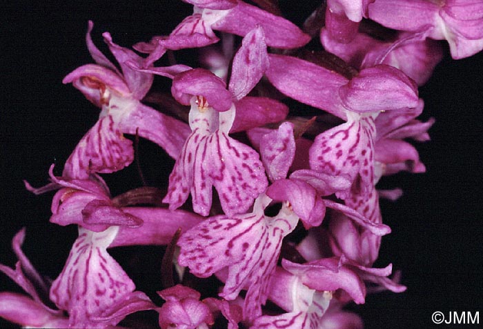 Dactylorhiza saccifera