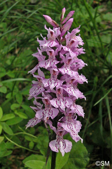 Dactylorhiza saccifera