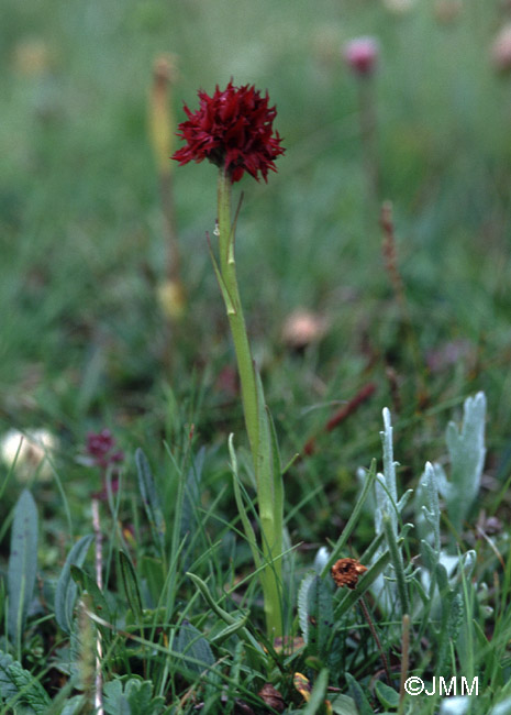 Gymnadenia austriaca var. austriaca