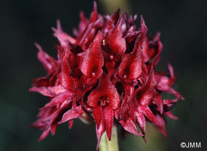 Gymnadenia austriaca var. austriaca