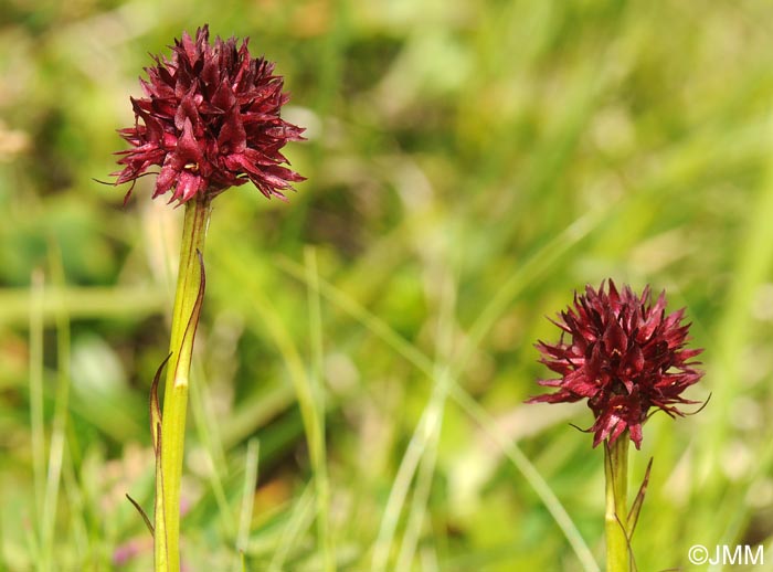 Gymnadenia austriaca var. austriaca