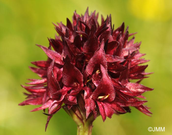 Gymnadenia austriaca var. austriaca