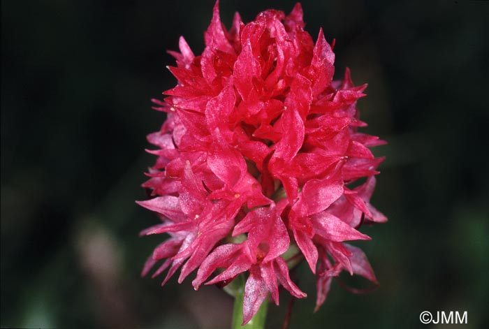 Gymnadenia bicolor = Nigritella bicolor