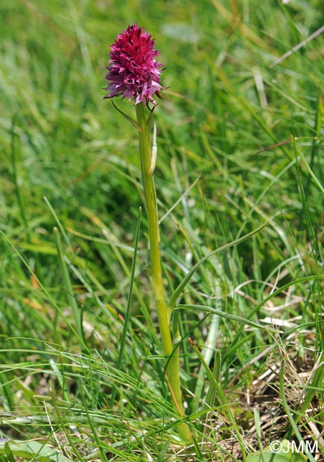 Gymnadenia bicolor = Nigritella bicolor