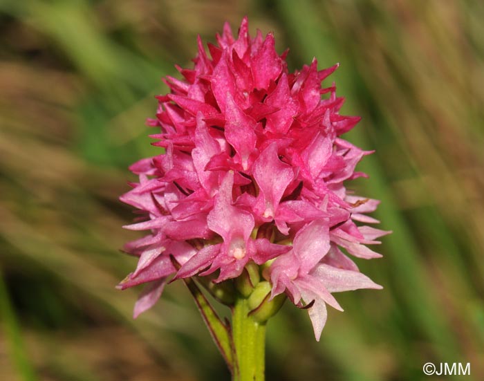 Gymnadenia bicolor = Nigritella bicolor