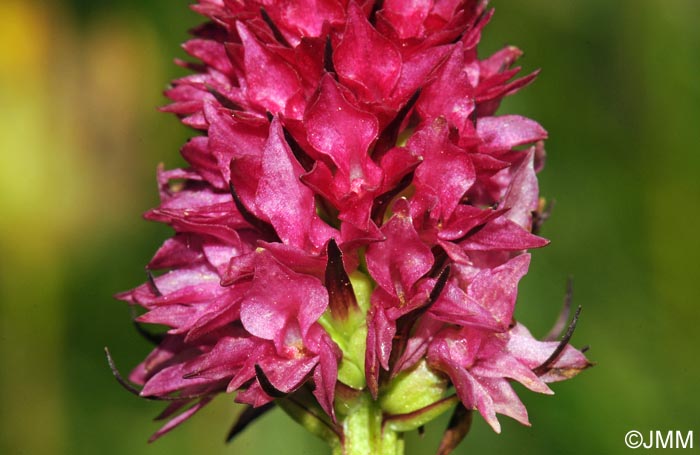 Gymnadenia bicolor = Nigritella bicolor