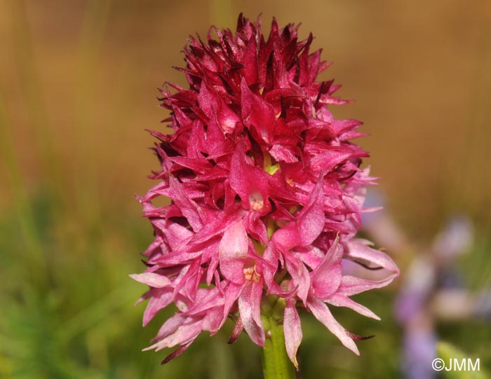 Gymnadenia bicolor = Nigritella bicolor