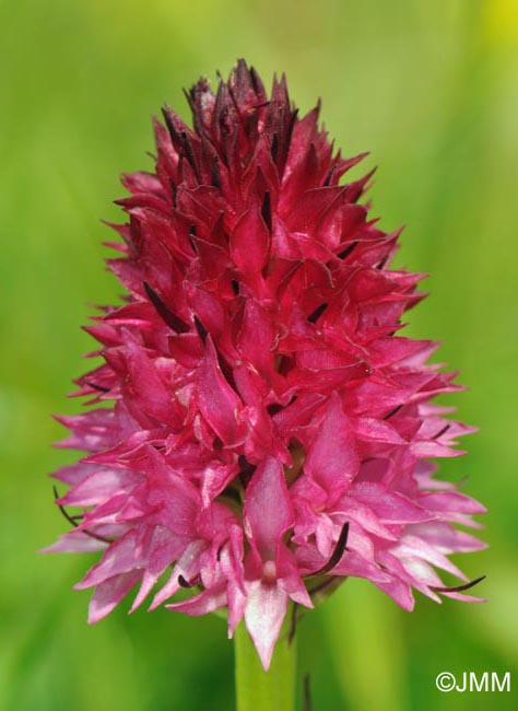 Gymnadenia bicolor = Nigritella bicolor