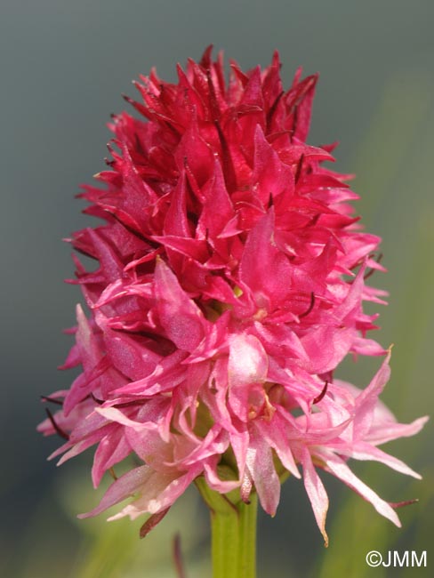 Gymnadenia bicolor = Nigritella bicolor