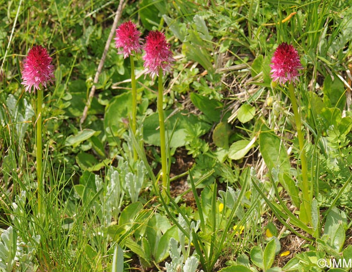 Gymnadenia bicolor = Nigritella bicolor