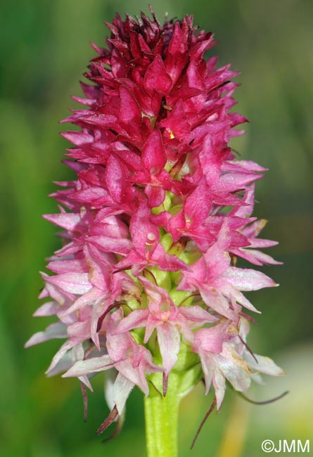 Gymnadenia bicolor = Nigritella bicolor