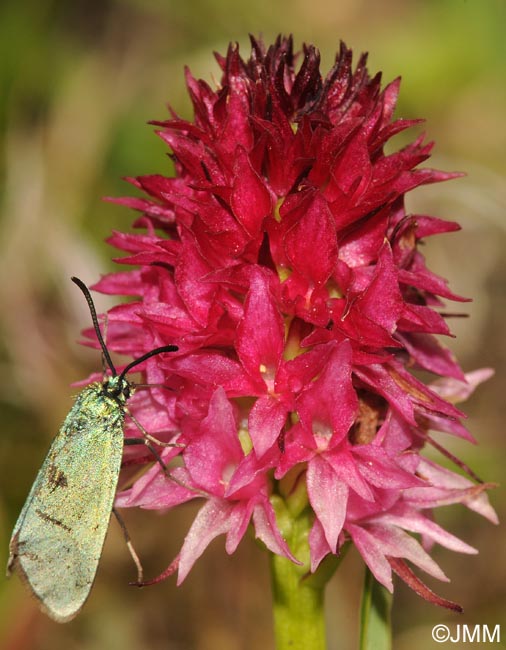 Gymnadenia bicolor = Nigritella bicolor