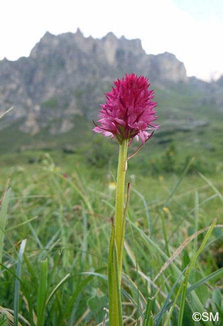 Gymnadenia bicolor = Nigritella bicolor