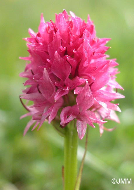 Gymnadenia bicolor = Nigritella bicolor