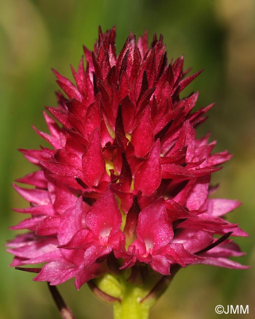 Gymnadenia bicolor = Nigritella bicolor