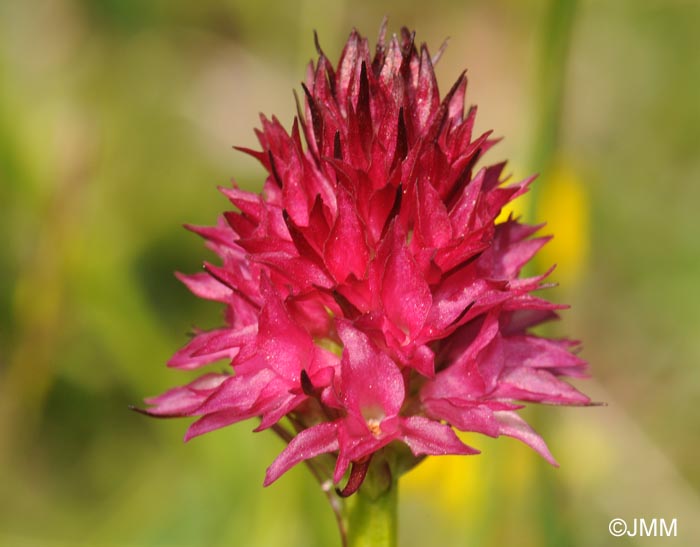 Gymnadenia bicolor = Nigritella bicolor