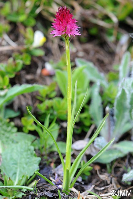 Gymnadenia bicolor = Nigritella bicolor